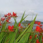 Dingle peninsula with flowers