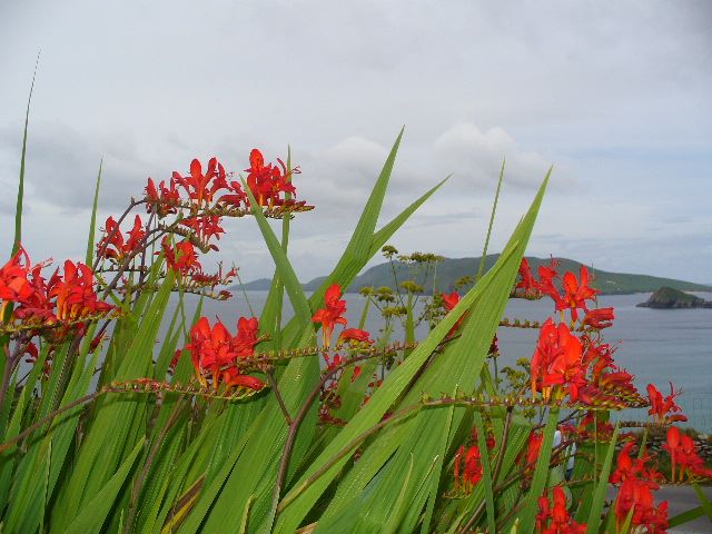 Dingle peninsula with flowers